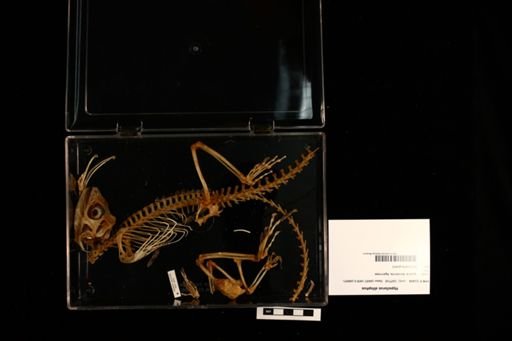 Hypsilurus dilophus