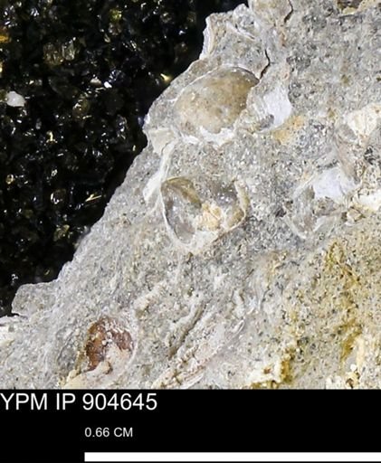 undet. Bivalvia