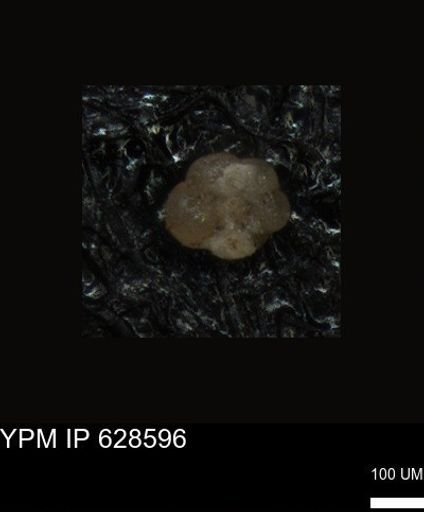 undet. Foraminiferida