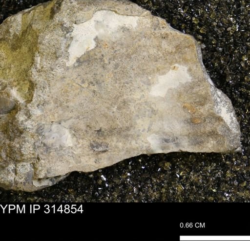 Discoscaphites?