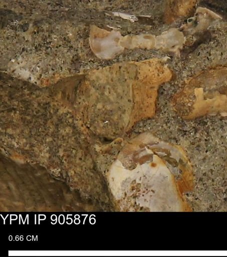 undet. Brachyura