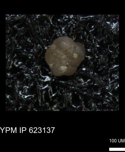 undet. Foraminiferida