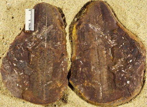 Pecopteris