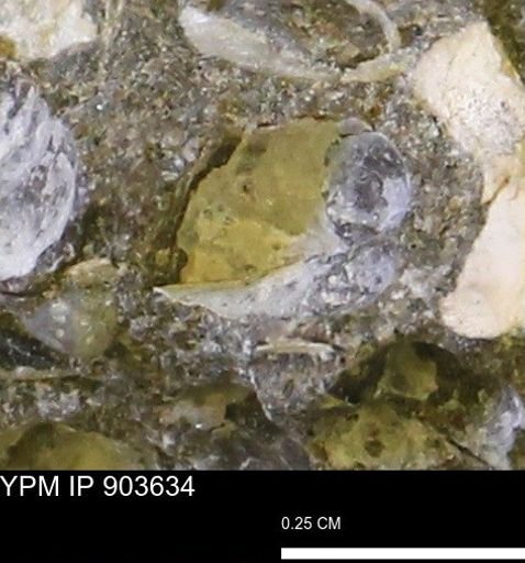 Corbulamella sp.