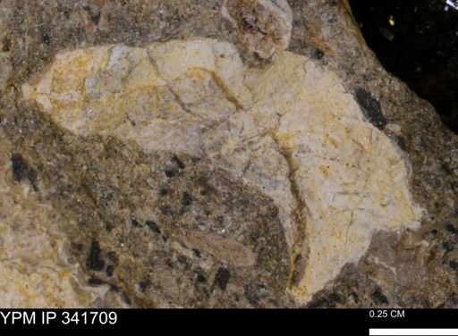 Scaphites sp.