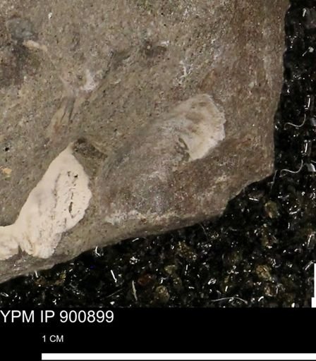 undet. Mollusca