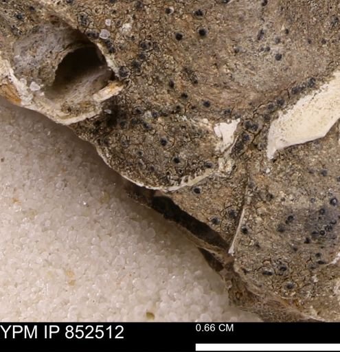 Limopsis striatopunctatus