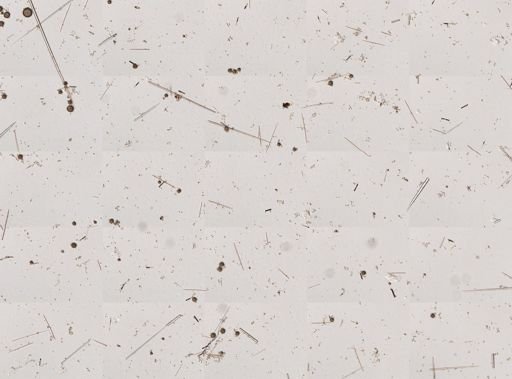 Geodia gibberosa