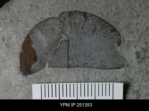 undet. Eurypterida