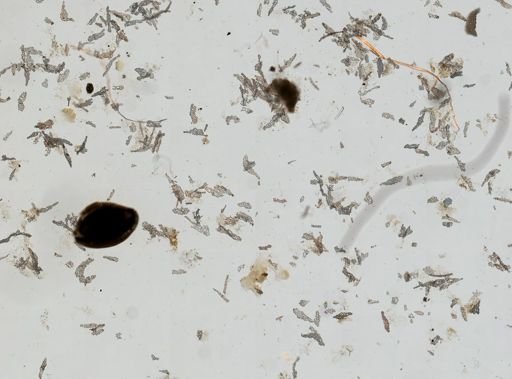 Holothuroidea
