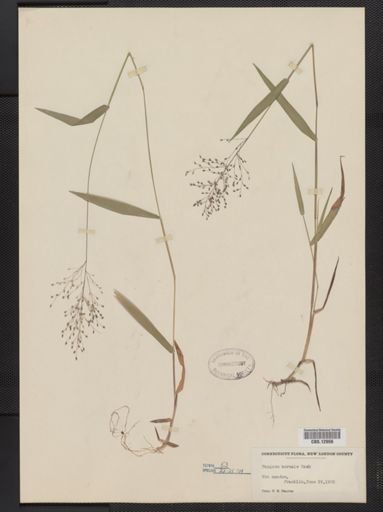 Panicum boreale