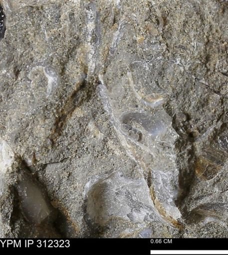 undet. Bivalvia
