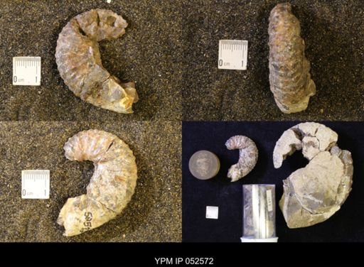 Jeletzkytes nebrascensis