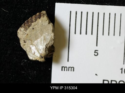 undet. Scaphitidae