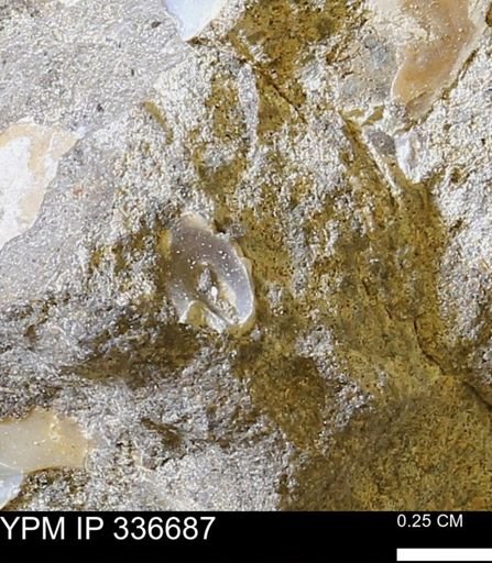 undet. Mollusca
