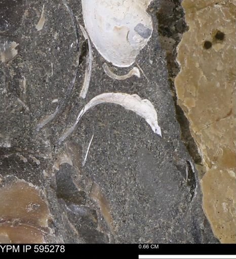 Protocardia sp.