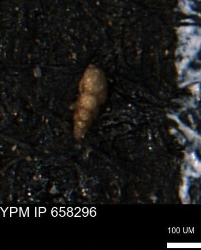 Verneuilinoides kansasensis