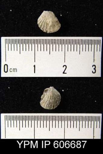 Leptocoelia sp.