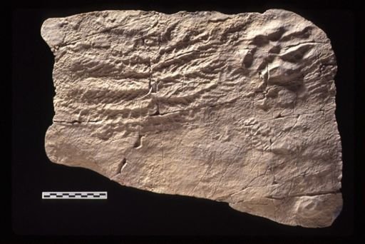 Vendobionta Assemblage