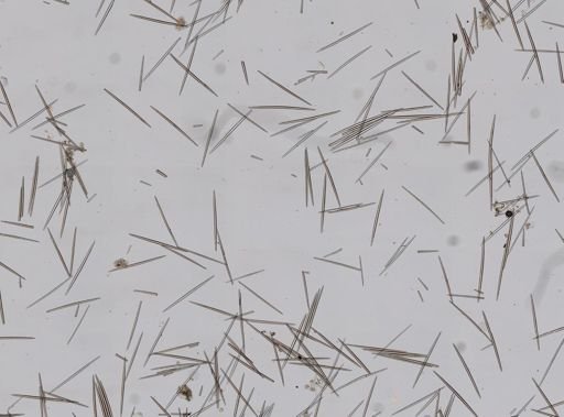 Halichondria bowerbanki