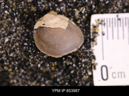 Limopsis striatopunctatus