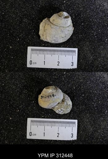 Protocardia subquadrata