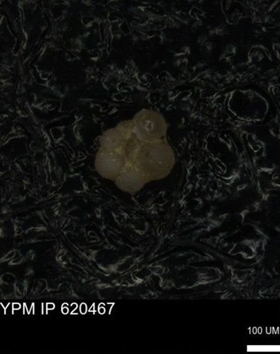 undet. Rugoglobigerinidae