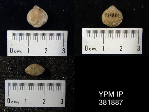 Composita ozarkana