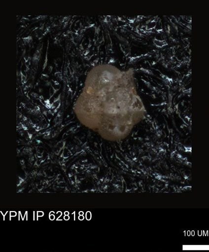 undet. Foraminiferida