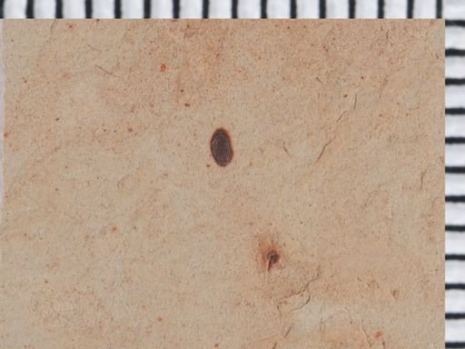 undet. Coleoptera