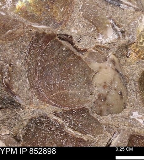 Limopsis striatopunctatus