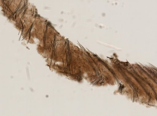 cf. Eurypon