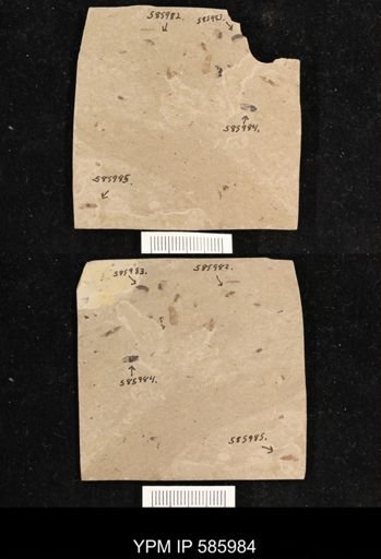undet. Coleoptera