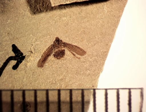 undet. Fulgoridae