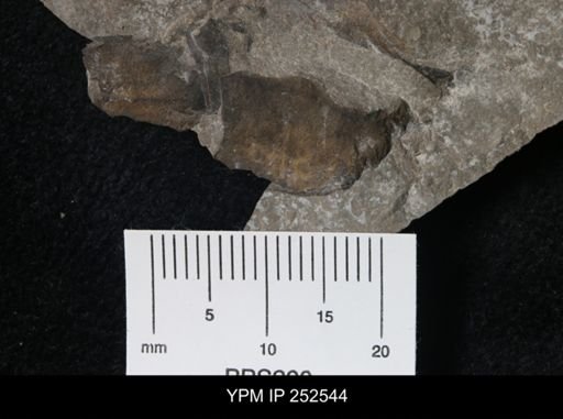 undet. Eurypterida