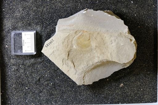 Pectinacea