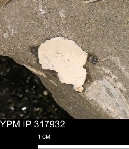 undet. Mollusca