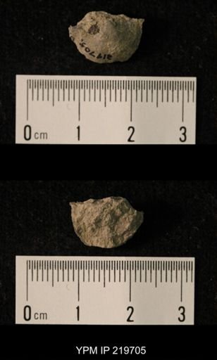 Chonetes granulifer