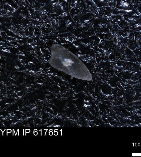 undet. Ostracoda