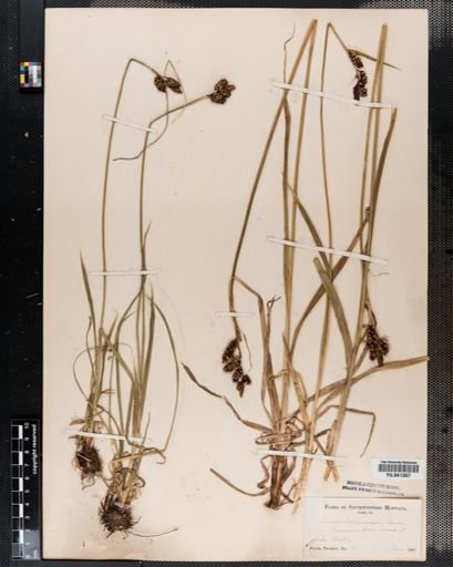 Carex