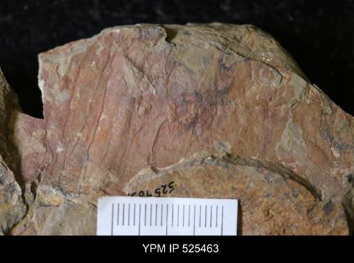 undet. Arthropoda
