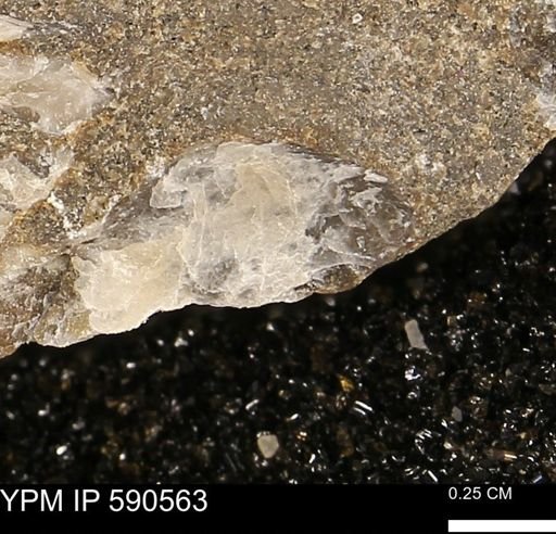 Ostrea translucida?