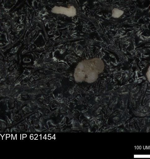undet. Foraminiferida