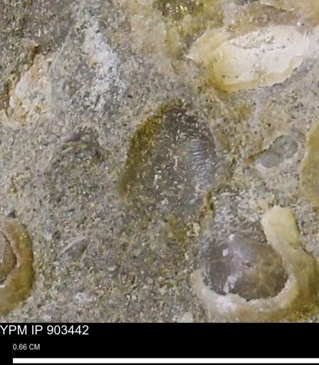 Corbulamella?