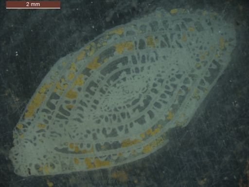 Pseudofusulina diversiformis