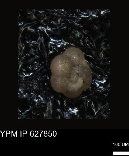 undet. Foraminiferida
