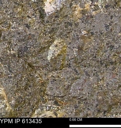 Scaphites sp.