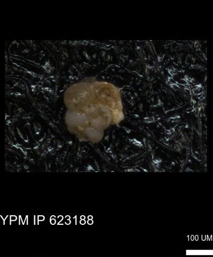 undet. Foraminiferida