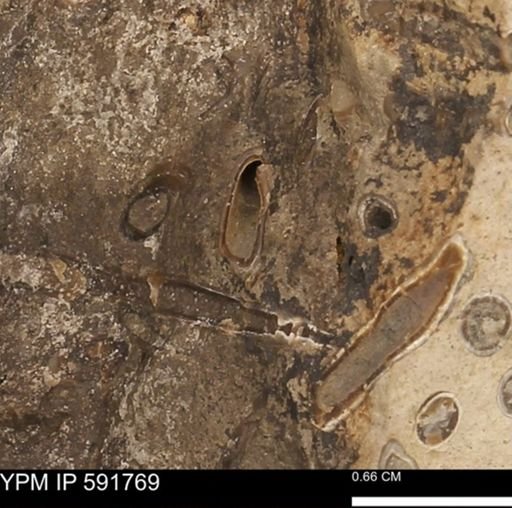 Serpulidae