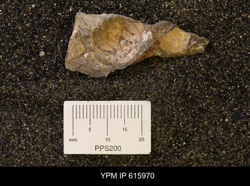 undet. Scaphitidae